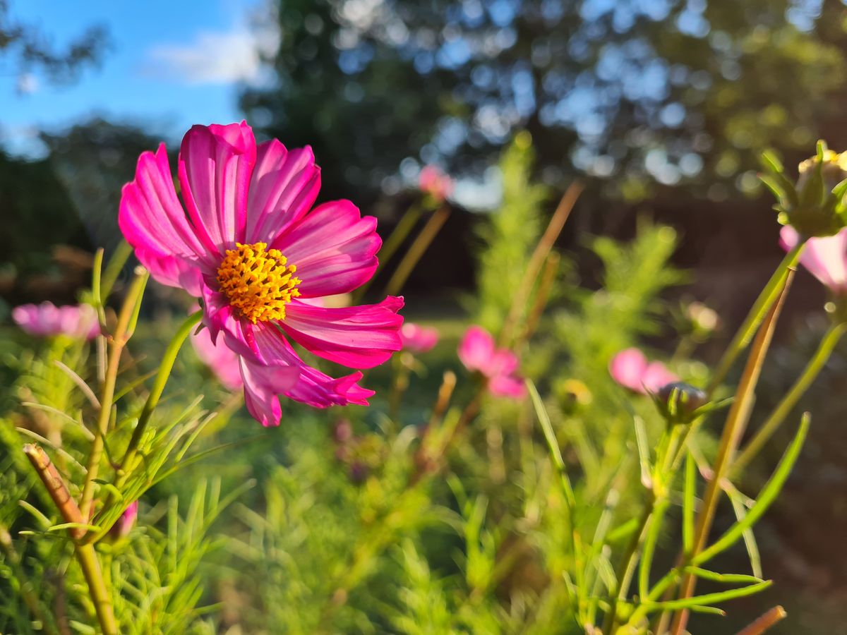 Expect punchy color and lovely natural background blur from the Note 20, but its ability to capture true close-up detail is not that great