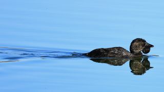 A Muscovy duck