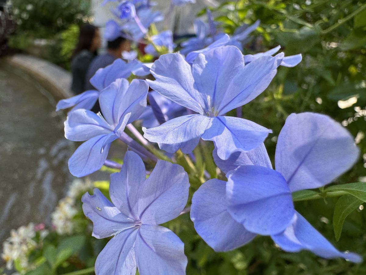 Apple iPhone 15 Pro Max camera samples