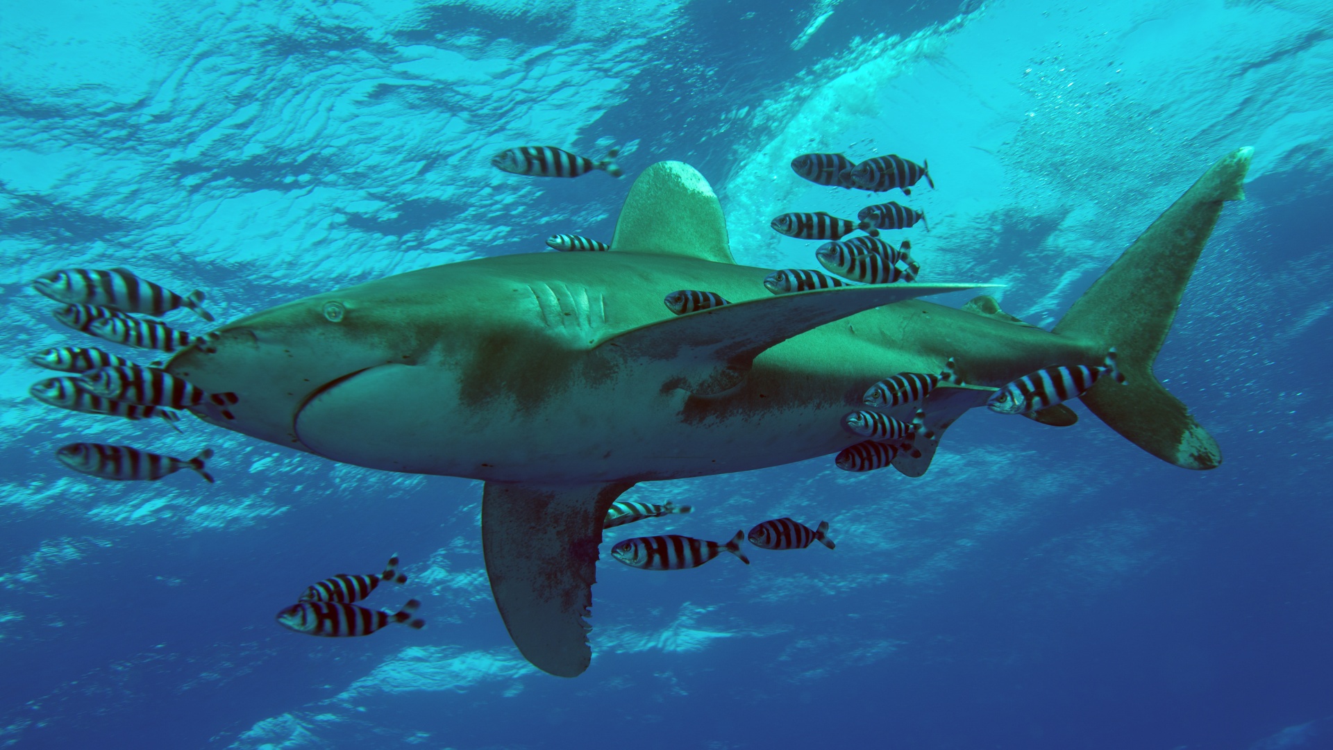 A white-tip reef shark swimming among coral reefs and marine life in the Red Sea off Egypt