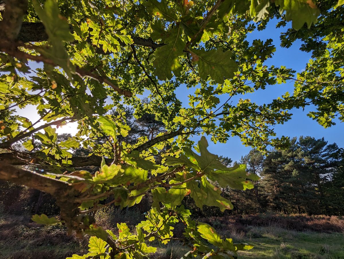 Google Pixel 7