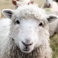 Does counting sheep really help you sleep? Does counting sheep really help you sleep?
