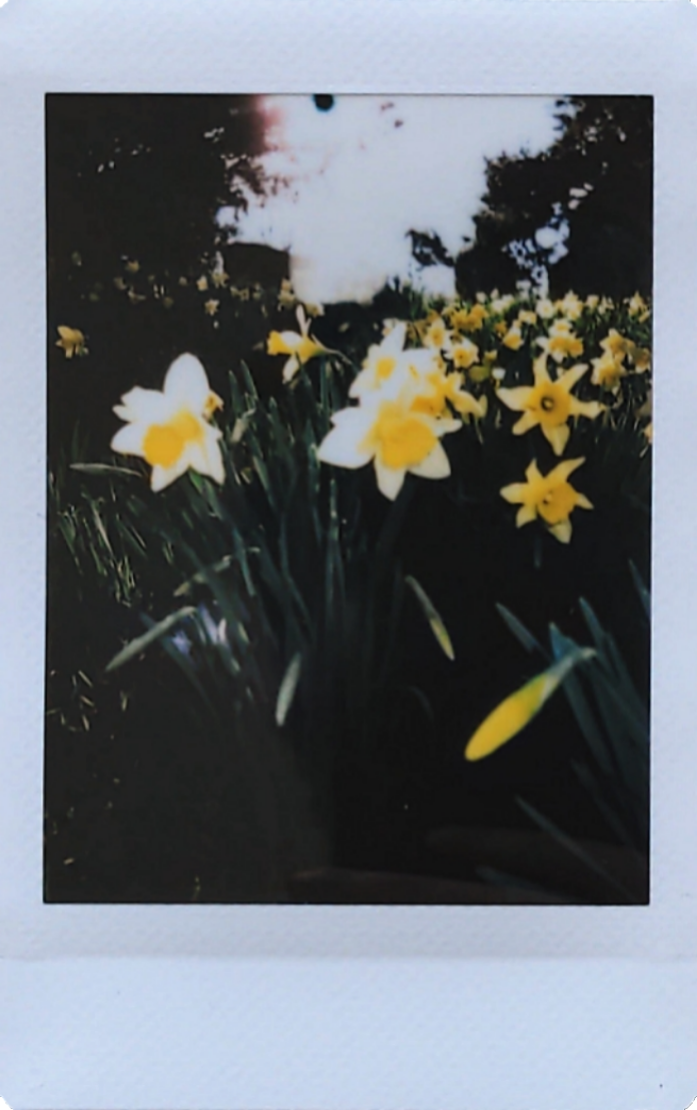 Sample image from the Fujifilm Instax Mini 12