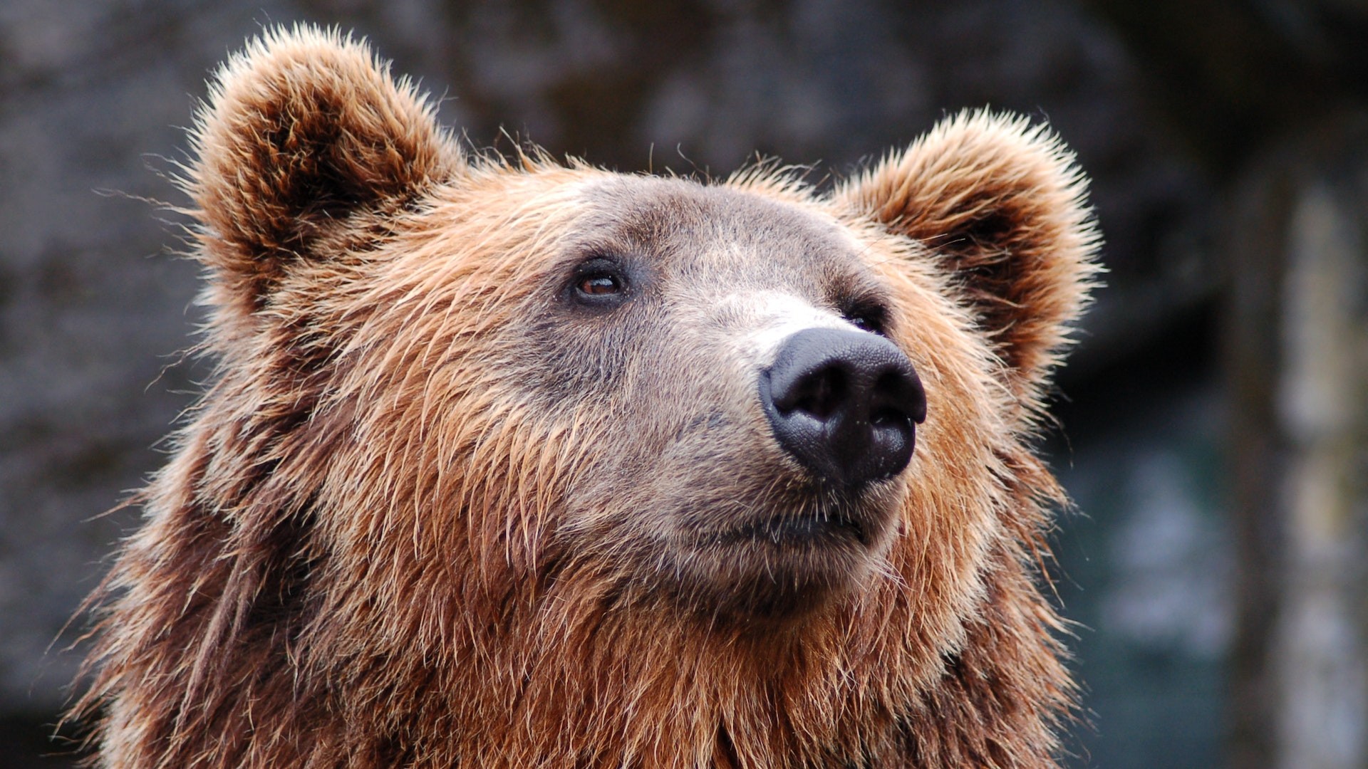 Close up shot of wild bear's face