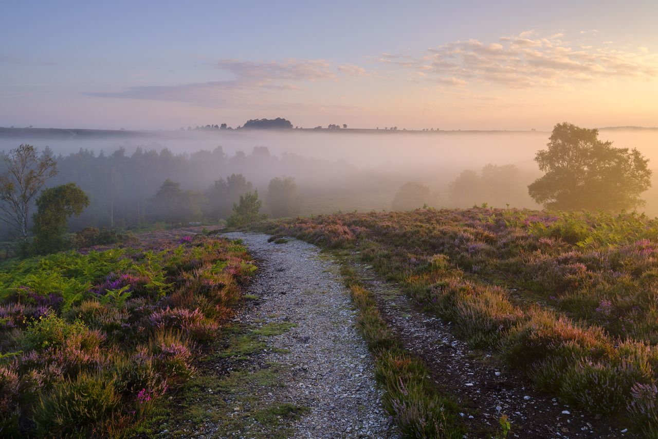 The GFX produces beautiful colors, which should especially please lovers of Fuji Velvia film. Looking at this image of the New Forest in southern England really reminds me of shots I&rsquo;ve taken at the same location using Velvia