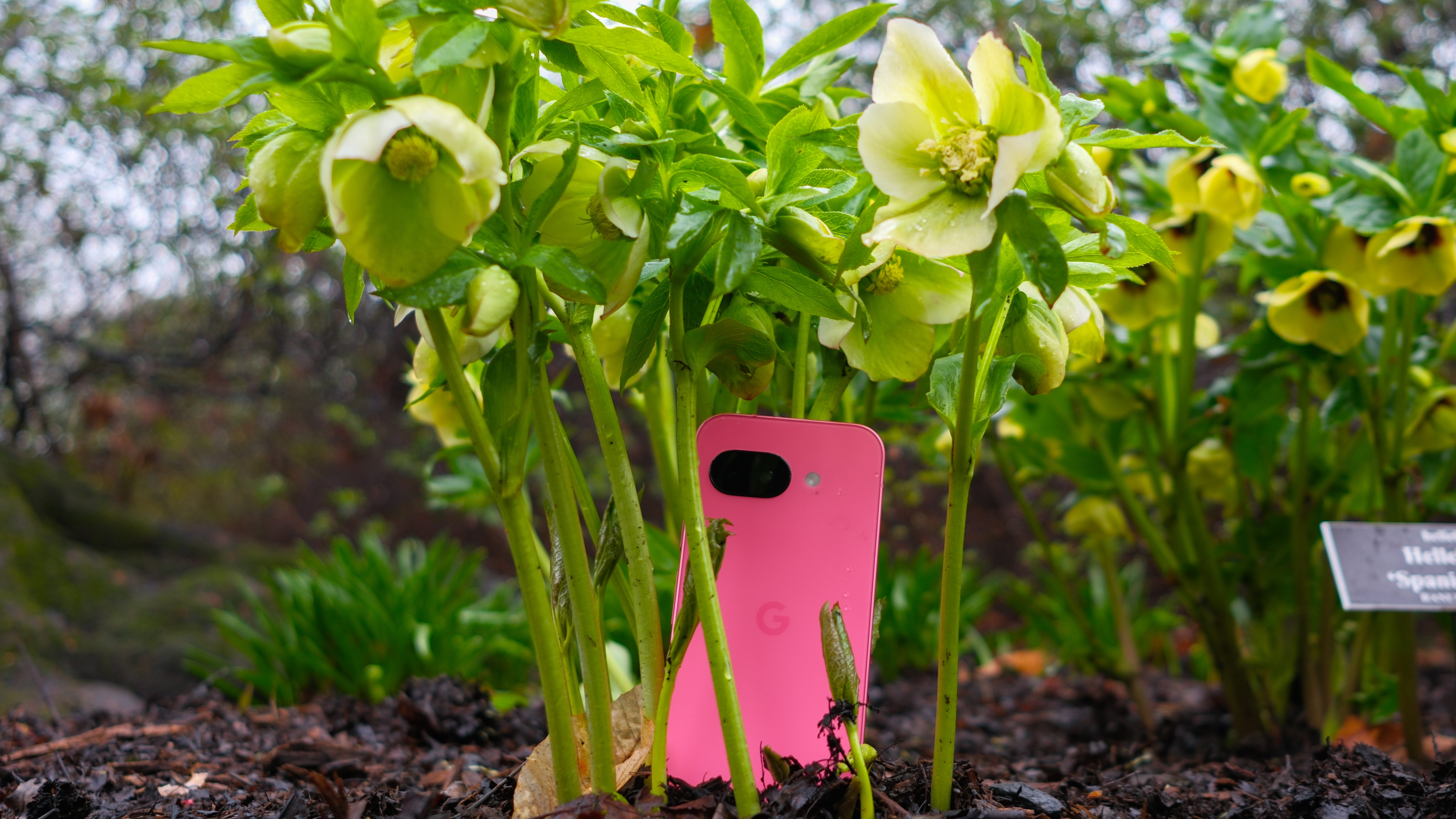 Google Pixel 9a in Peony pink
