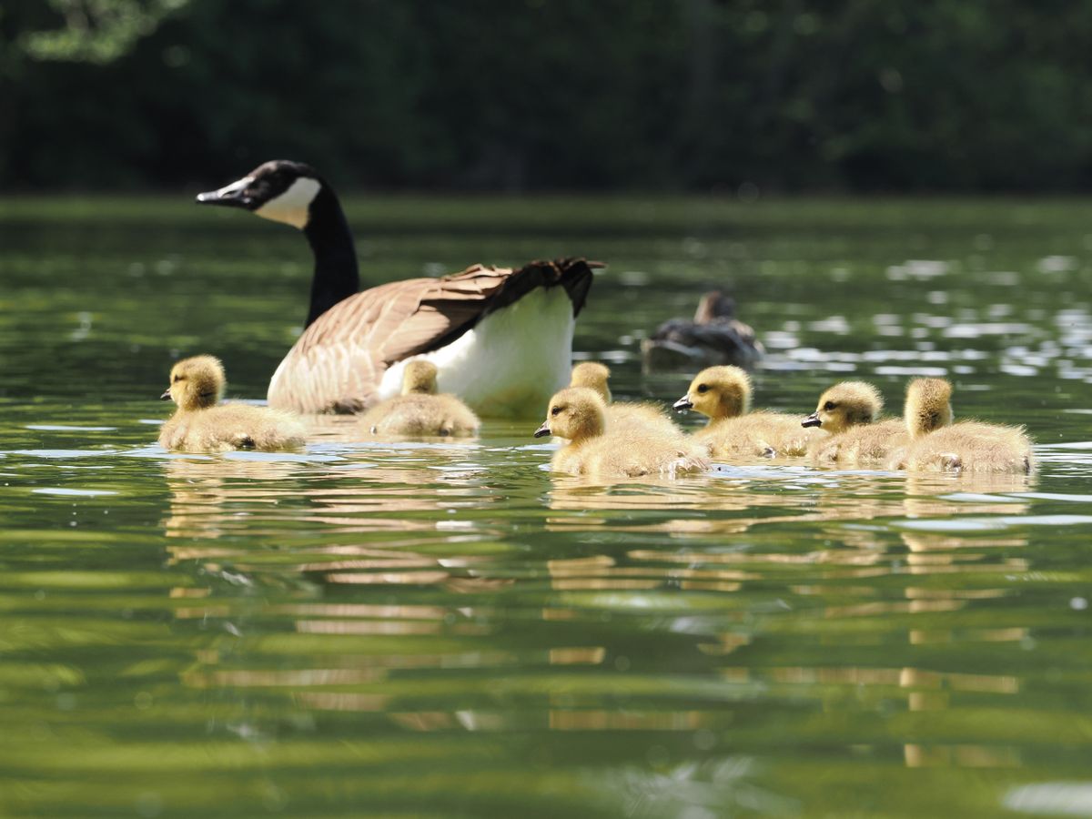 A Canada goose and its chicks in a river