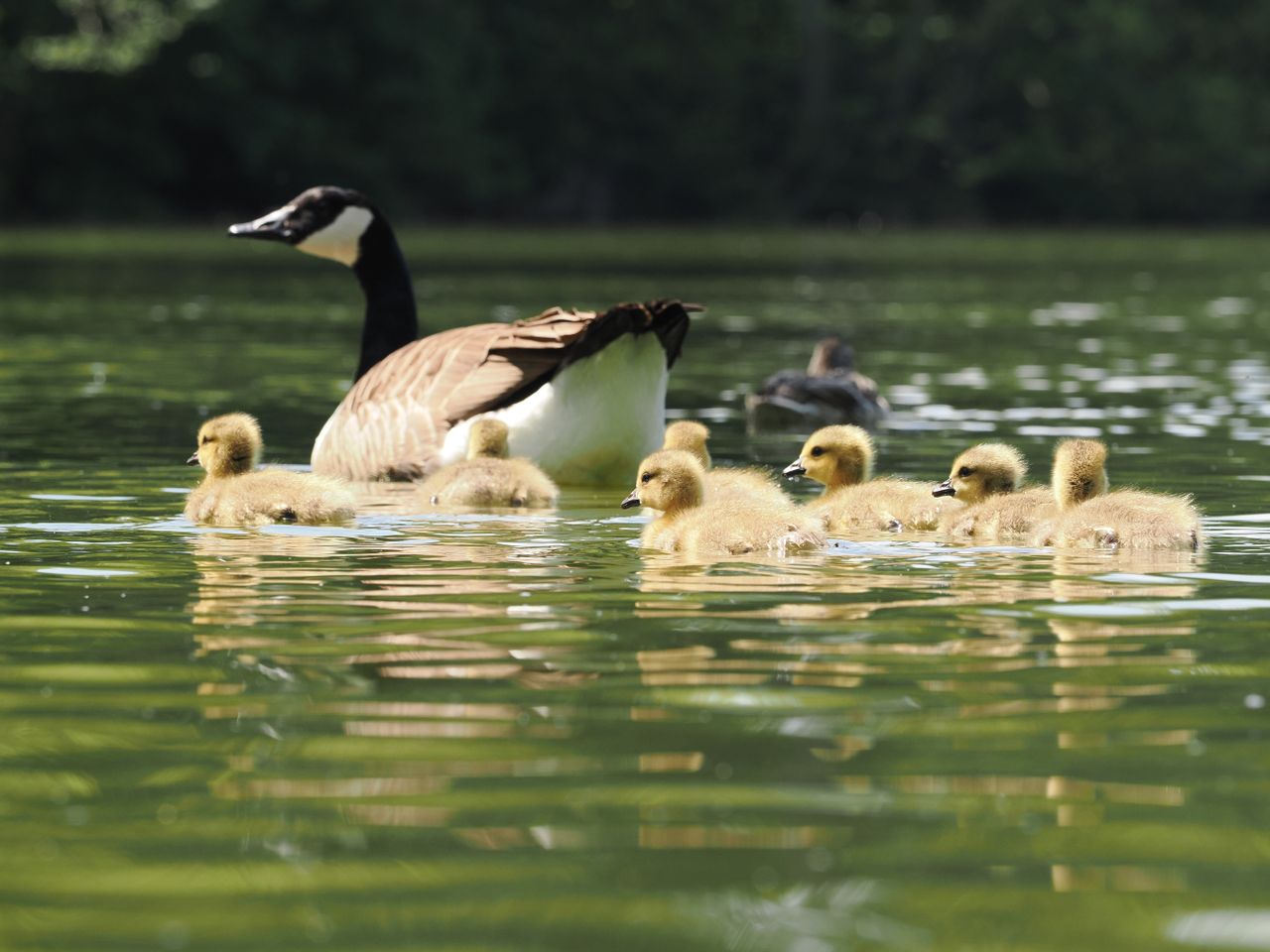 A Canada goose and its chicks in a river