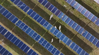Cattles grazing in a solar powered ranch