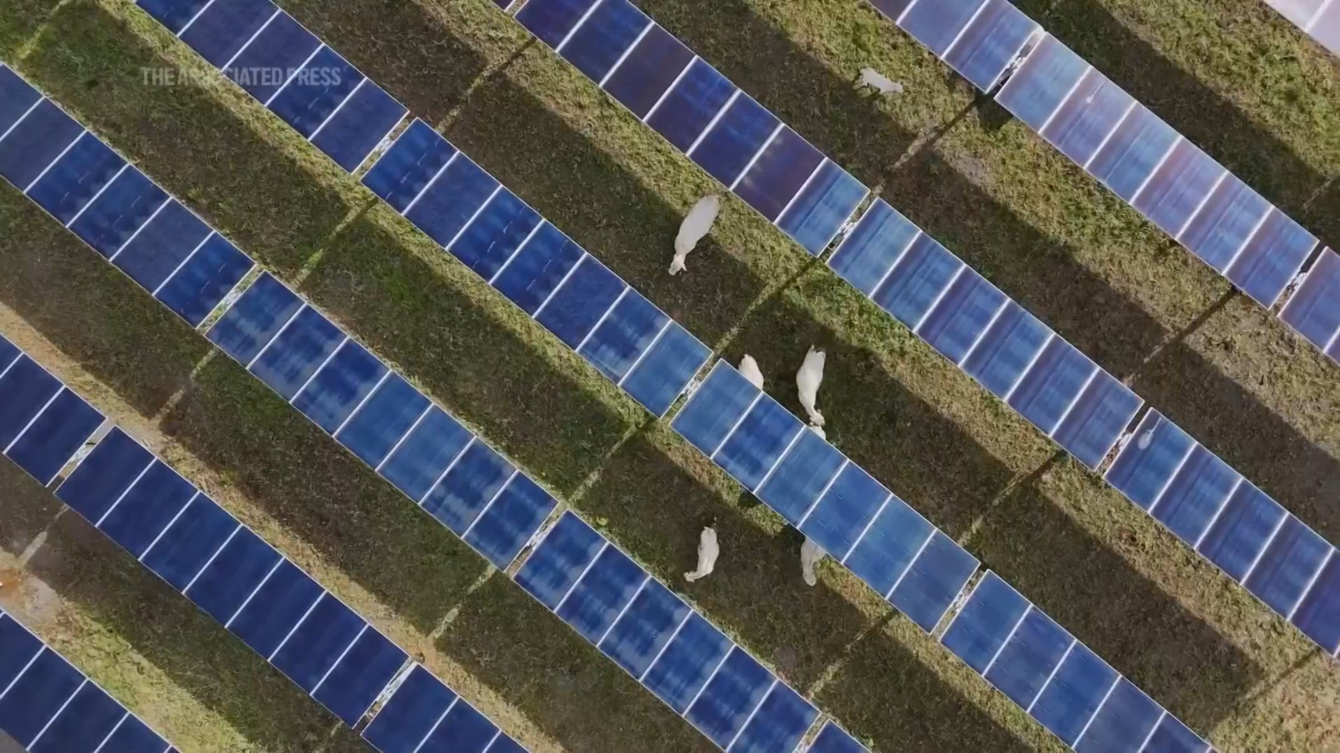 Cattles grazing in a solar powered ranch