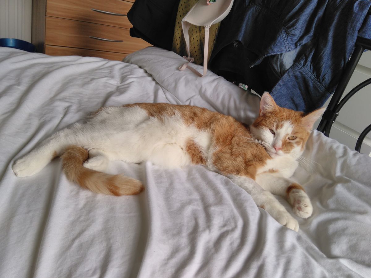 The Nokia 5 can struggle to pick out fine detail, such as the hair on this cat
