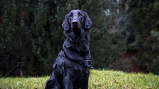 The GoPro Fetch Harness on a black Flatcoated Retriever in a park