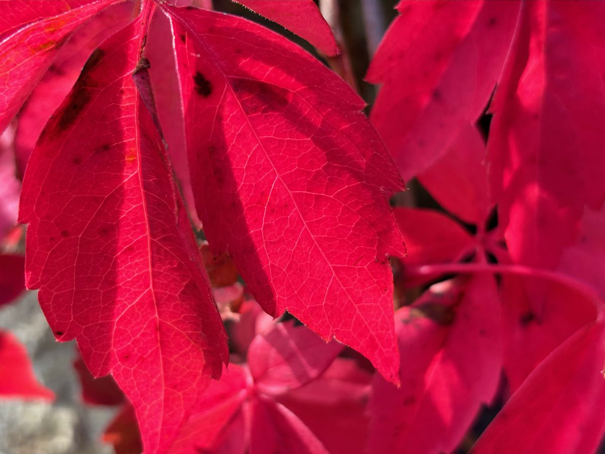iPhone 15 Plus camera sample leaf 2x zoom