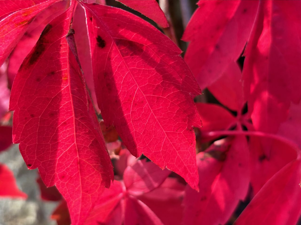 iPhone 15 Plus camera sample leaf 2x zoom